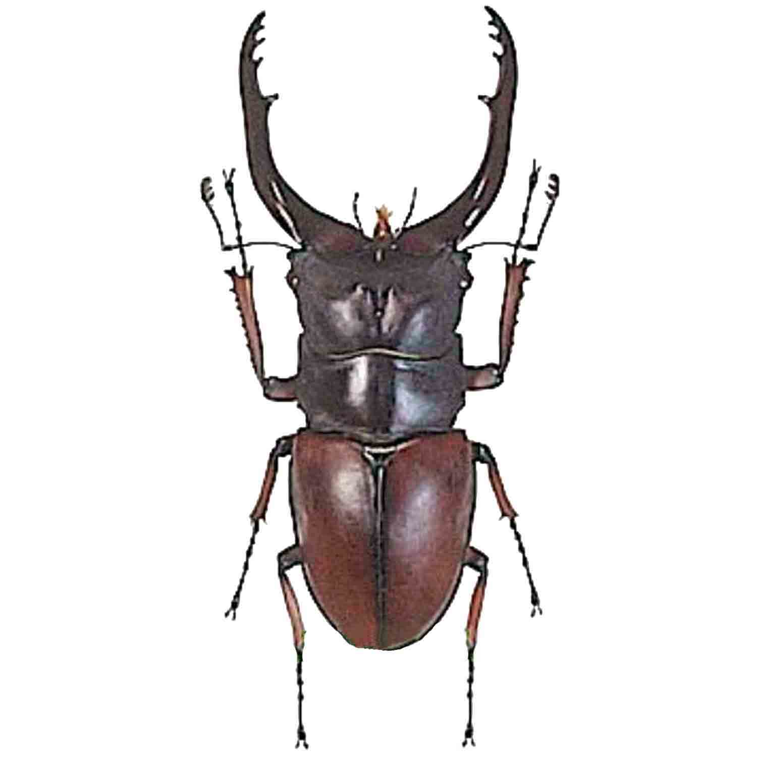 アート・デザイン・音楽 IL CERVo VOLANTE (Coleoptera lucanidae) IL CERVo VOLANTE (Coleoptera こごも lucanidae)